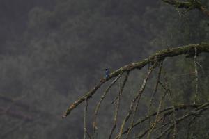 Eisvogel - Juwel der Wakenitz